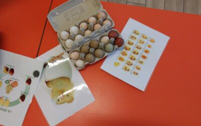 I bambini fanno nascere i pulcini