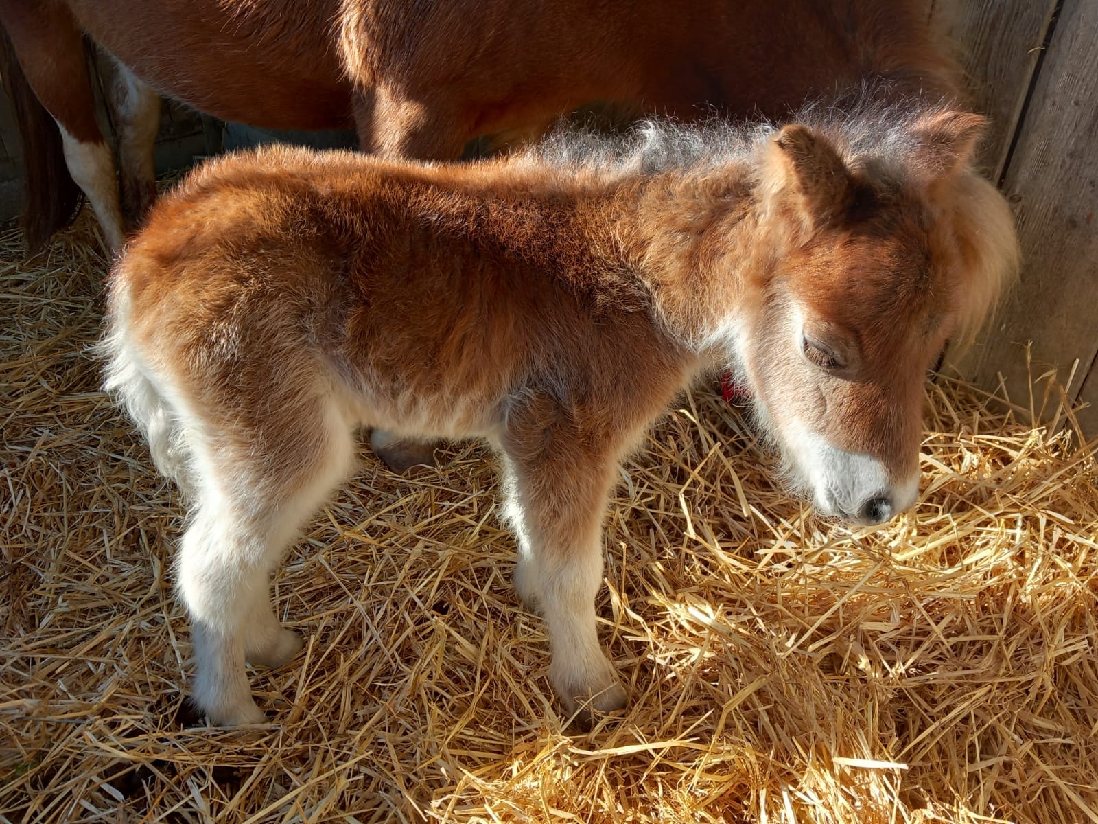 cavallino